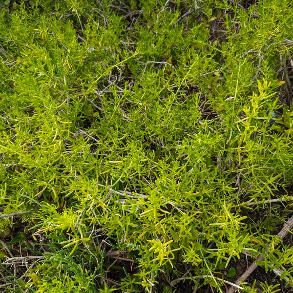 Batis maritima Lapas