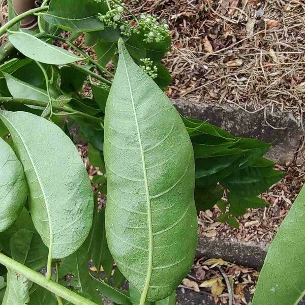 Toona ciliata Feuille