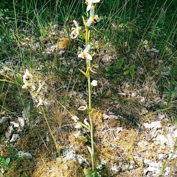 Ophrys apifera Yeri