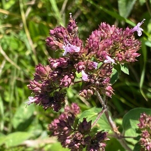 Origanum vulgare Flower