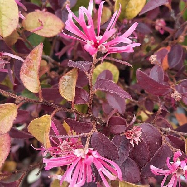 Loropetalum chinense Flower