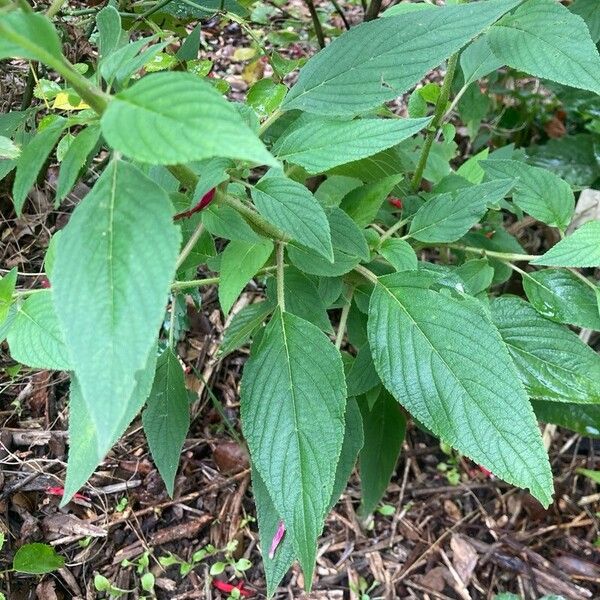 Salvia elegans Leaf