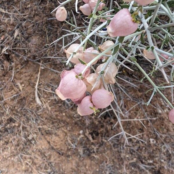 Scutellaria mexicana Owoc