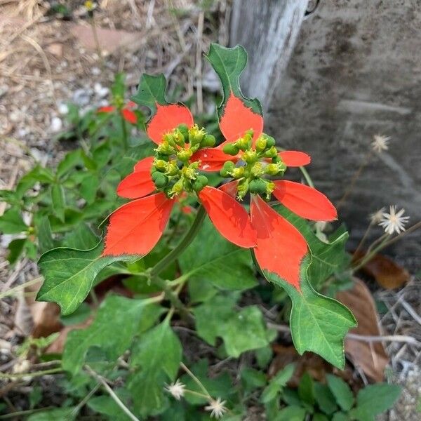 Euphorbia heterophylla Blomst