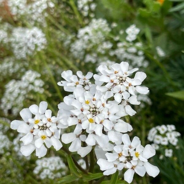 Iberis amara Flower