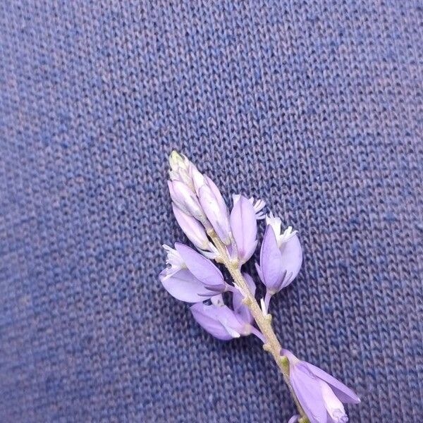 Polygala comosa Flower