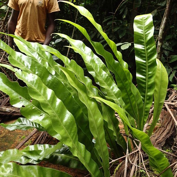 Microsorum punctatum आदत