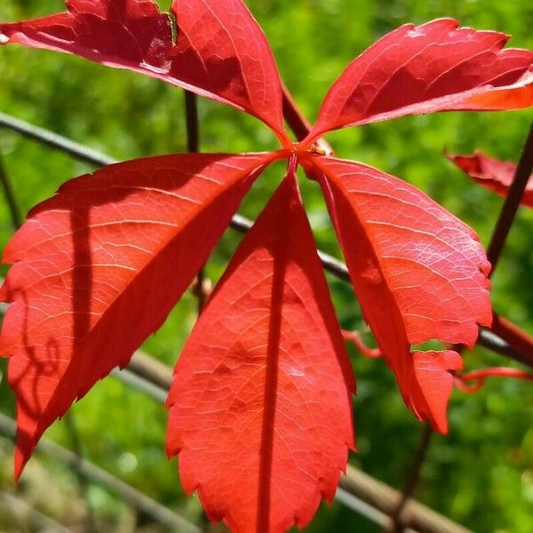 Parthenocissus quinquefolia Blatt