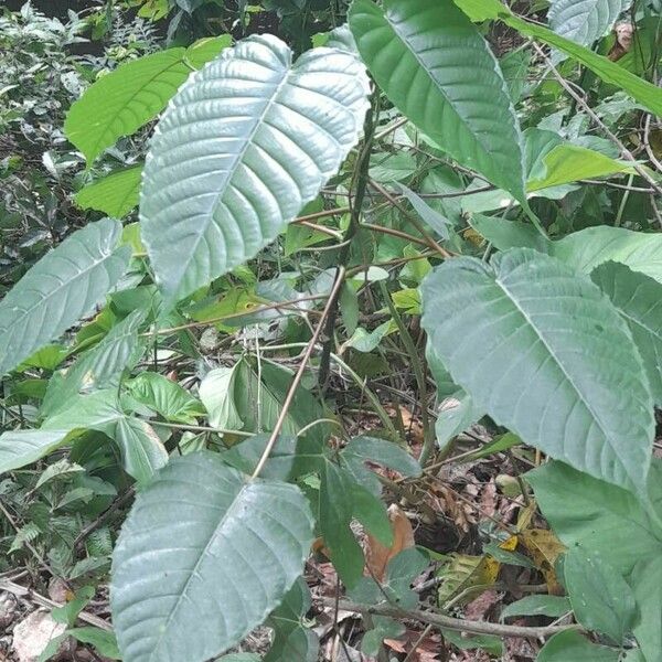 Hura crepitans Habitat