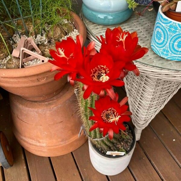 Echinopsis chamaecereus Flower