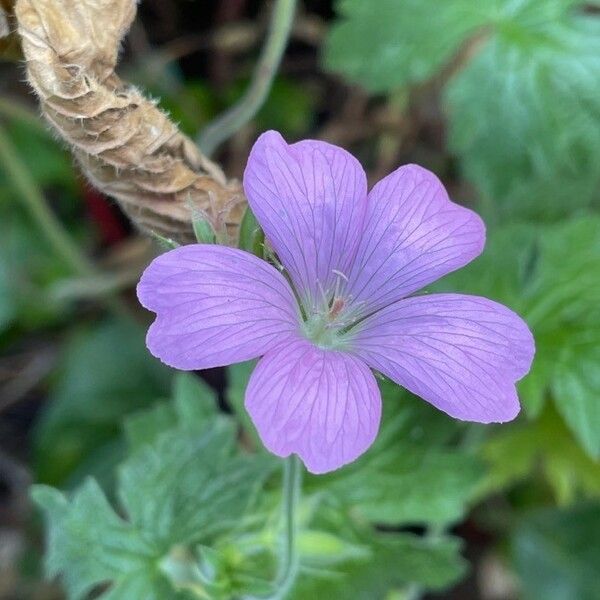 Geranium endressii Blomst