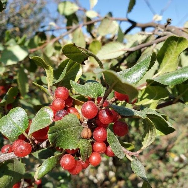 Rhamnus crocea Плод