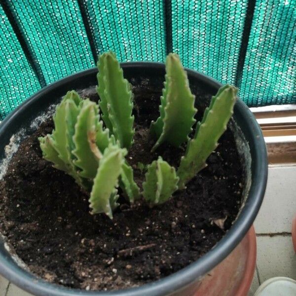 Stapelia gigantea Blad