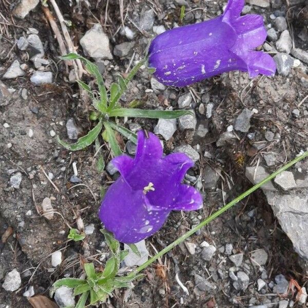 Campanula alpestris 花