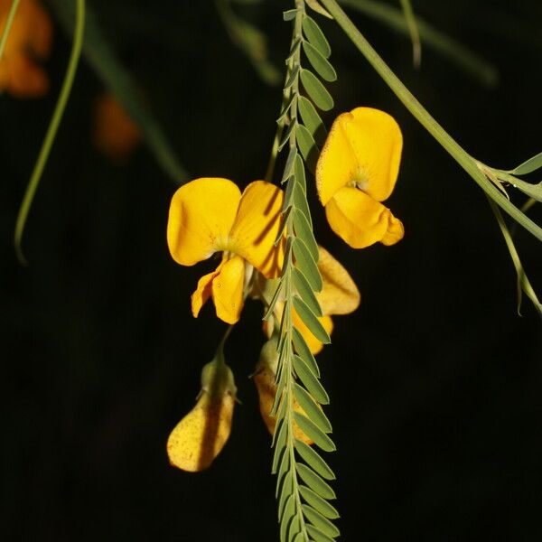 Sesbania herbacea 花