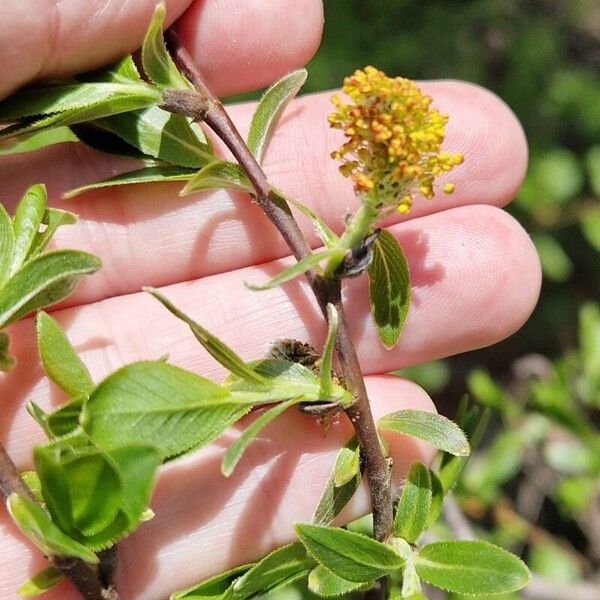 Salix myrsinifolia Flower