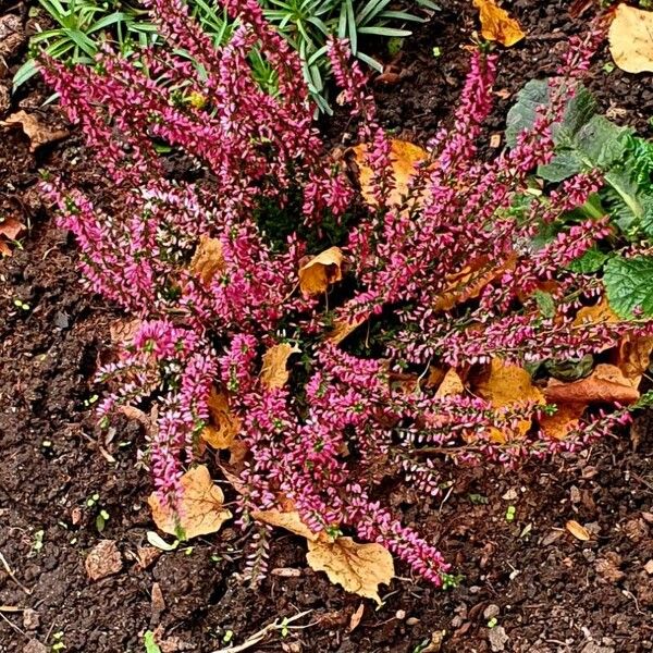 Calluna vulgaris Fiore