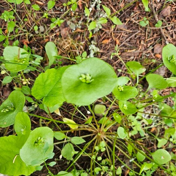 Claytonia perfoliata برگ