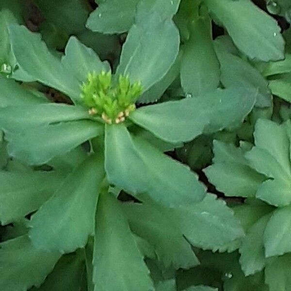 Rhodiola rosea Virág