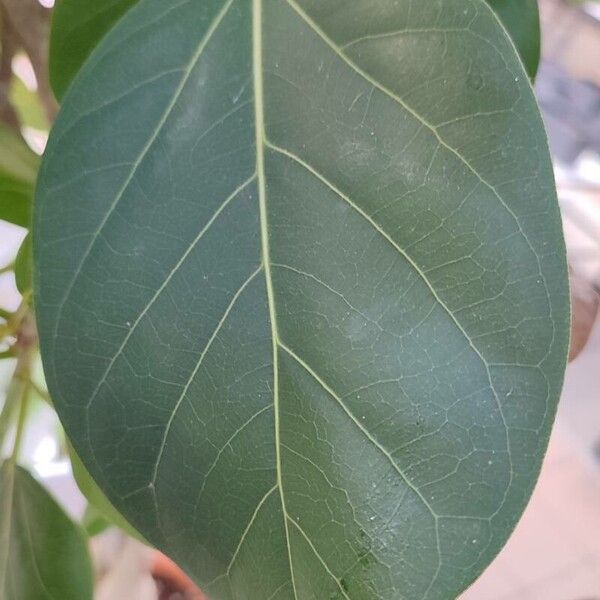 Ficus benghalensis Lapas