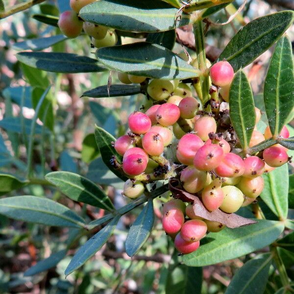 Pistacia lentiscus Φρούτο