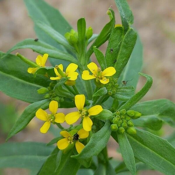 Erysimum cheiranthoides Flower