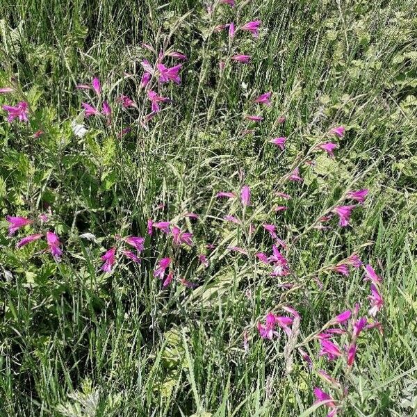 Gladiolus italicus Vekstform