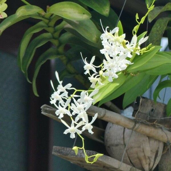 Dendrobium crumenatum ফুল