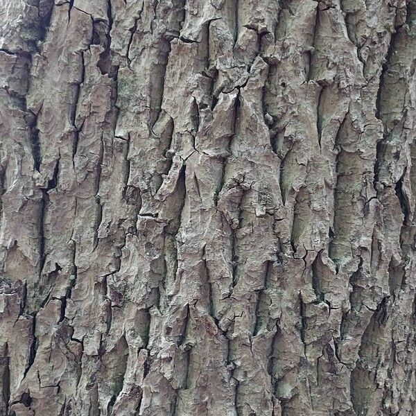 Fraxinus pennsylvanica Bark