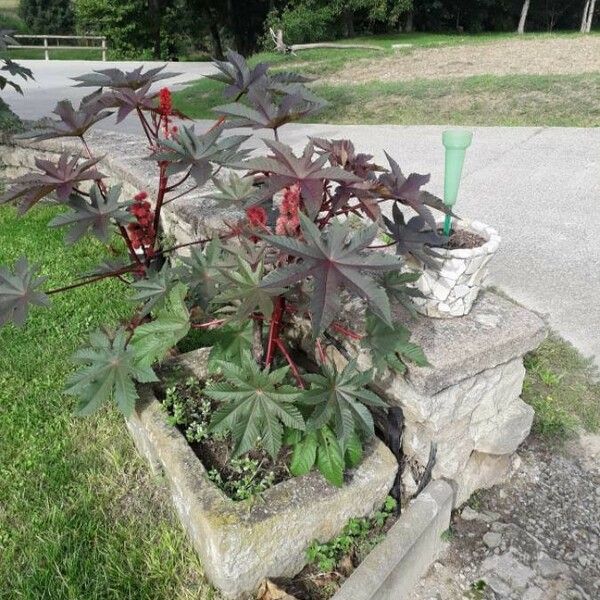 Ricinus communis Habitatea