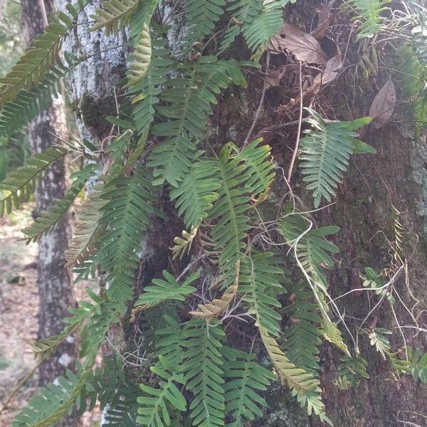 Pleopeltis polypodioides Leaf