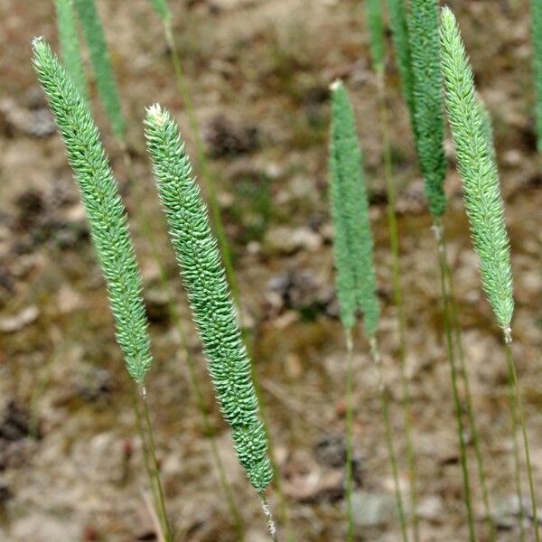 Phleum phleoides Arall