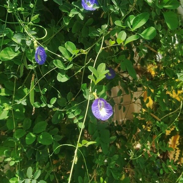 Clitoria ternatea Kvet