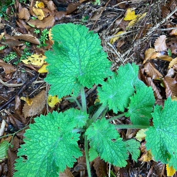 Scrophularia vernalis Liść