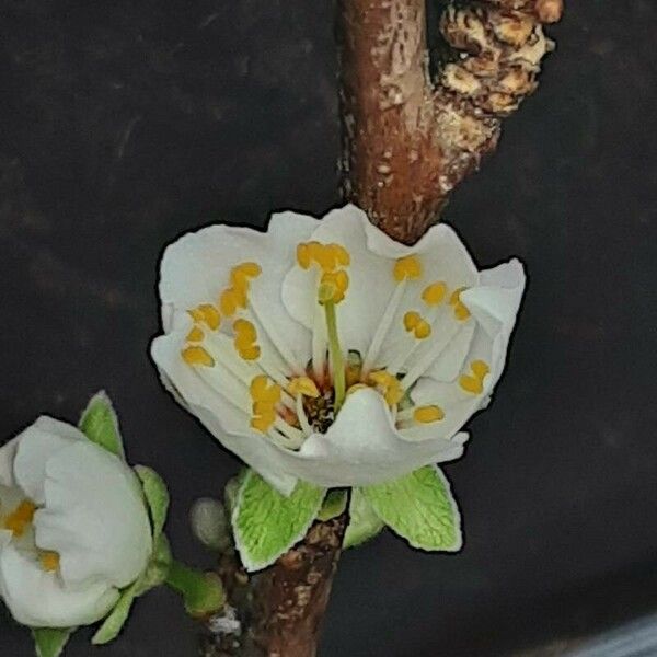 Prunus salicina Flor