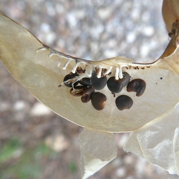 Colutea arborescens Frucht