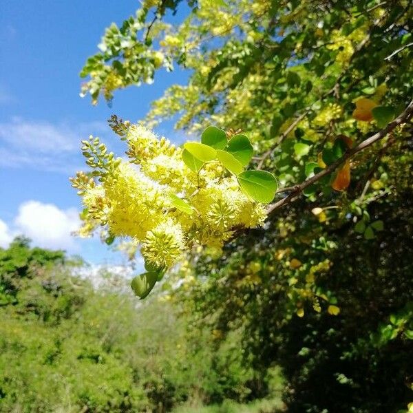 Haematoxylum campechianum 花