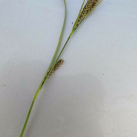 Carex acutiformis Flor