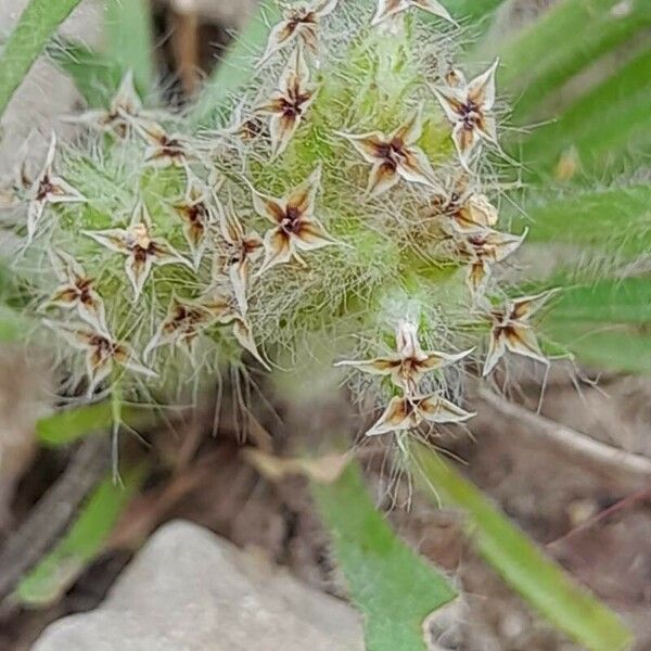 Plantago bellardii Flors