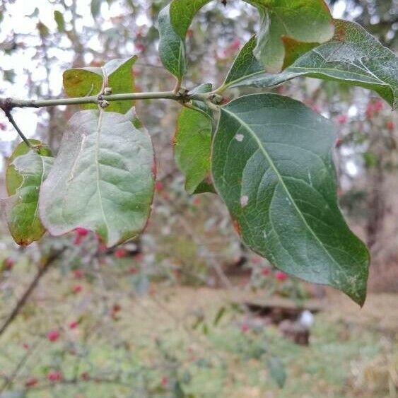 Euonymus europaeus Лист