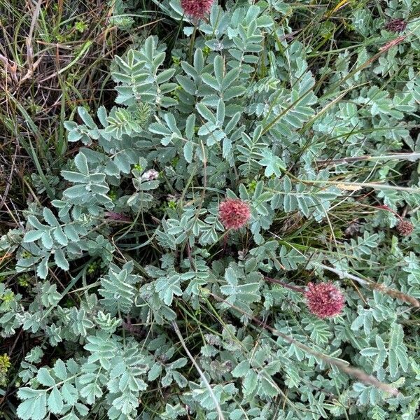 Acaena magellanica Агульны выгляд