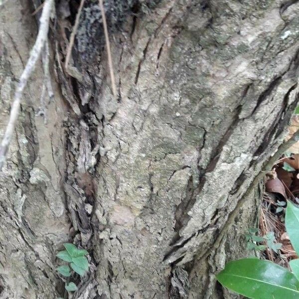 Syzygium samarangense Bark