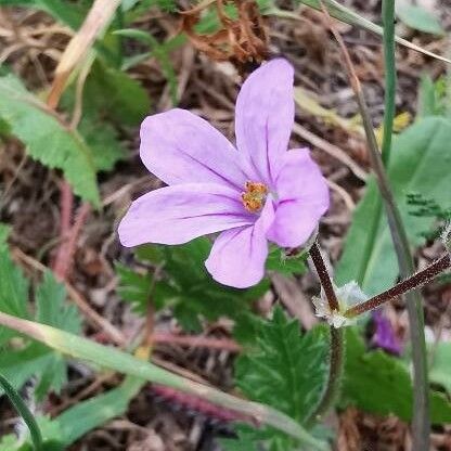 Erodium botrys Flor