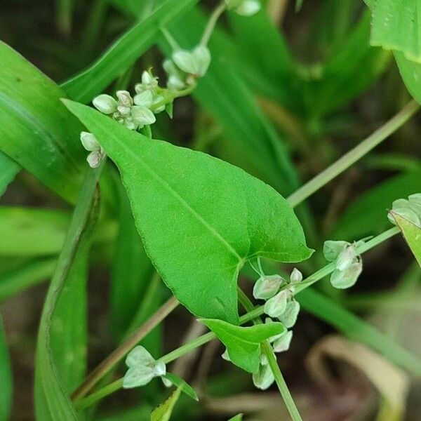 Fallopia convolvulus Leaf