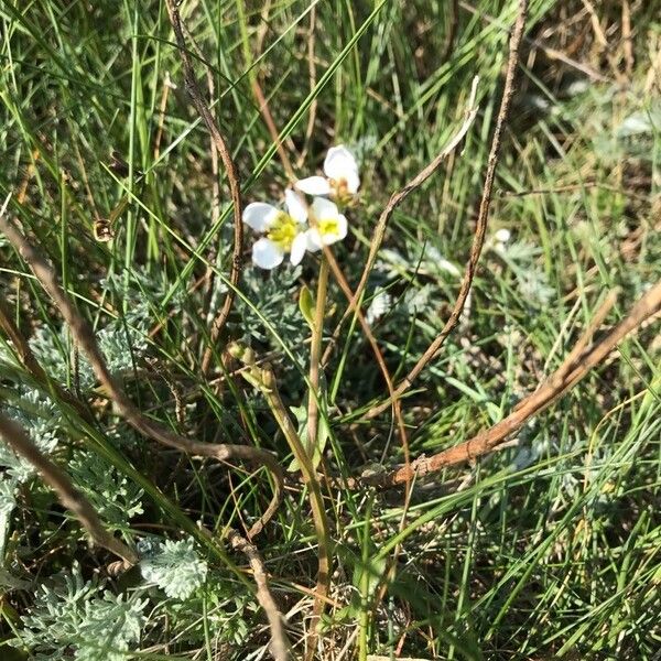 Cochlearia anglica 花