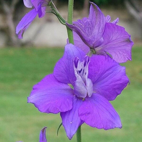 Delphinium ajacis ফুল