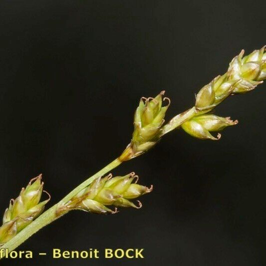 Carex brunnescens Plod