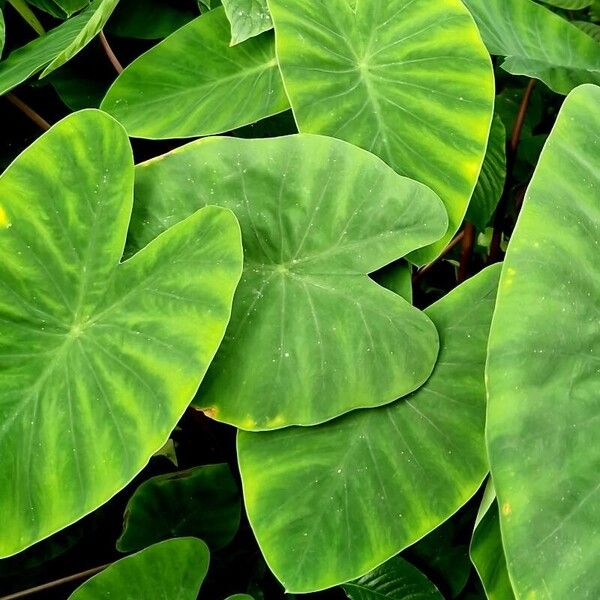 Colocasia esculenta Хабит