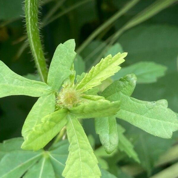 Hibiscus trionum Ліст