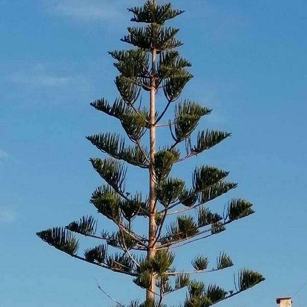 Araucaria heterophylla Frunză